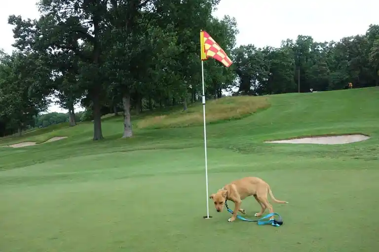7th Annual Golf Tournament